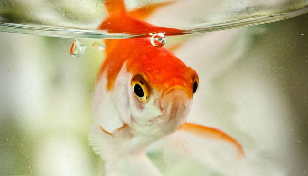 Interdit en Italie, mettre un poisson rouge en bocal y est considéré comme "maltraitance animale".
Un poisson rouge vit en banc, se développe jusqu'à 40 cm, et vit 30 ans !Impossible dans son bocal, où il souffre de solitude, nanisme et stress permanent.

bit.ly/2Ur7wok