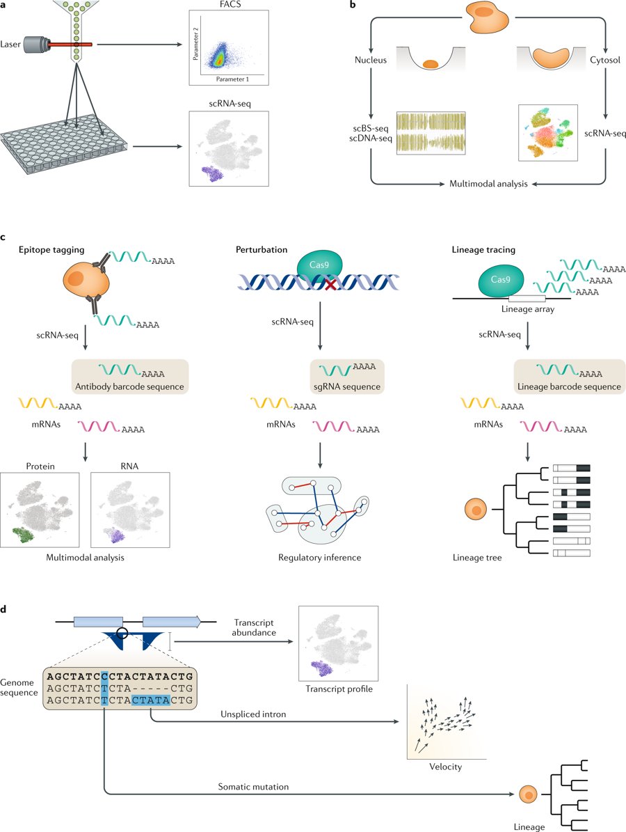 NatureRevGenet's tweet photo. Integrative single-cell analysis https://t.co/Xahq5MTwLd #Review by @timoast and @satijalab https://t.co/3e1OeS53do
