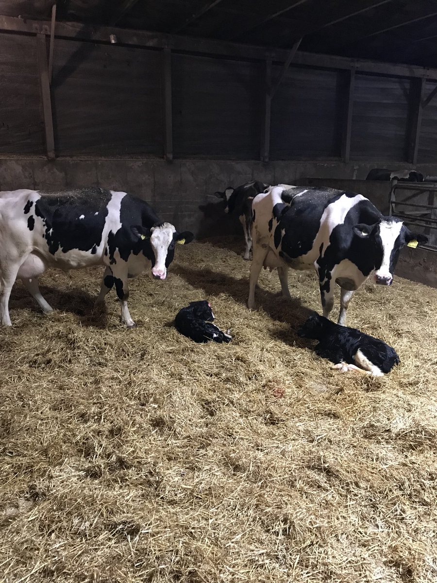 PerryLos3's tweet image. Not a bad thing to first see when you walk into the barn. 2 healthy heifer calf’s ✅✅