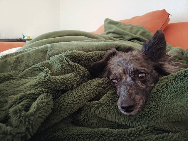 JojoDuray's tweet photo. when the weather goes from 70 to 30 you just need to cuddle in your fuzzy blanket 💕❄
. .
.
.
.
#pitifulpuppy #puppylove #armypuppy #forthood #deployment #texas #homesweethome #myarmywifelife #militaryspouseblogger #adventureawaitsyou #exploremoretoda… https://t.co/tFNpNgBm9q https://t.co/TY2lEHOifq