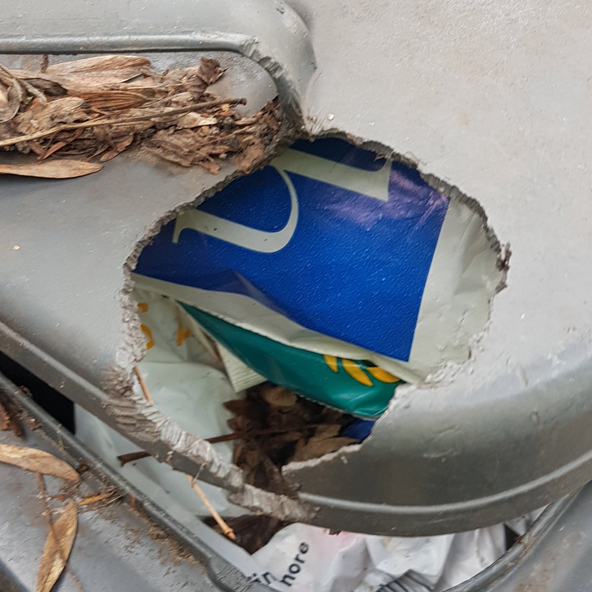 AreaPestControl's tweet image. What rodent has caused this damage?

🐁? 🐀? 🐿?

#squirreldamage #squirrelcontrol