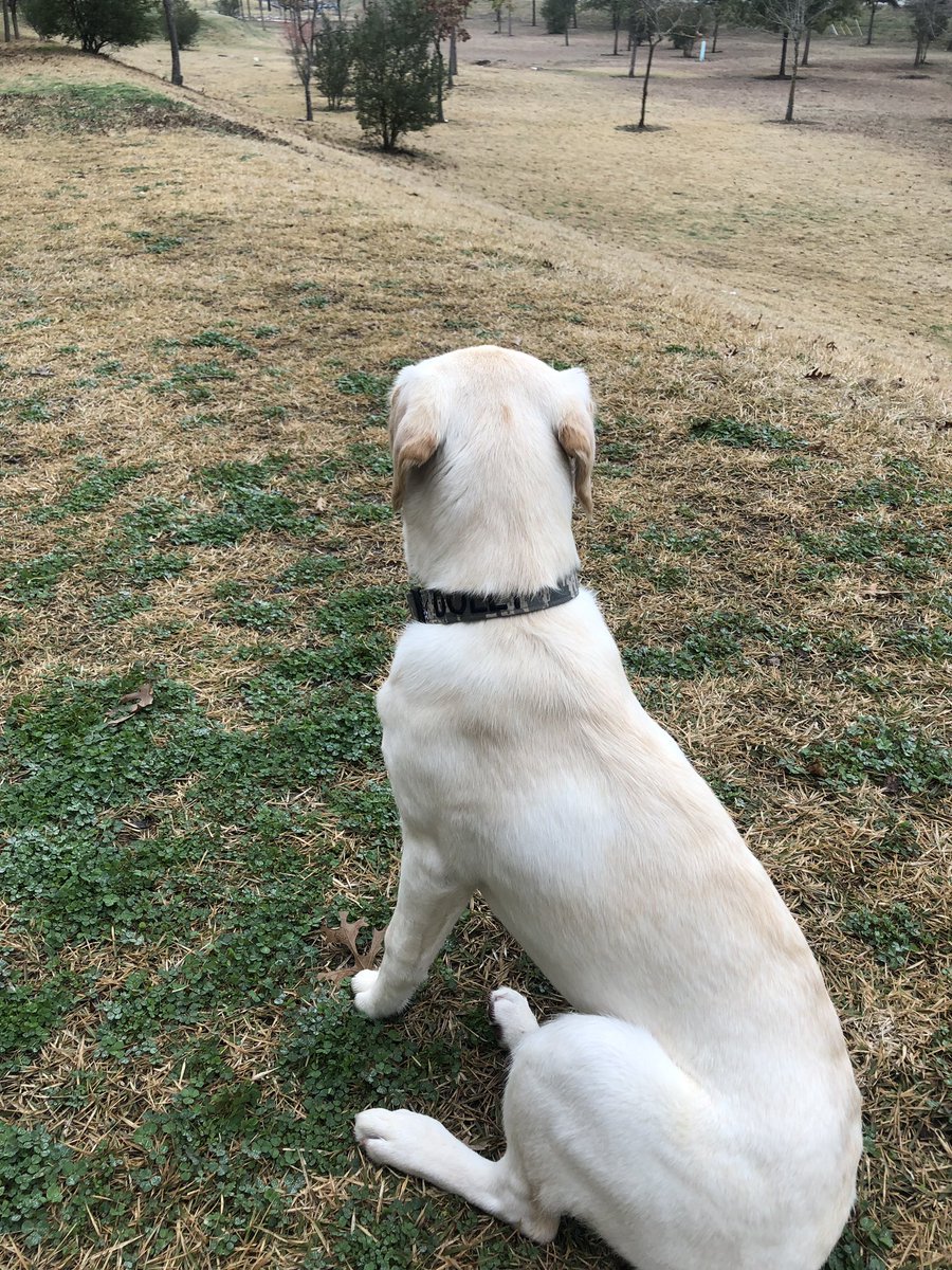 JaredSackett42's tweet photo. I don’t think @StaciaKay24  is getting her dog back #keepingher https://t.co/l3HsgWxzET