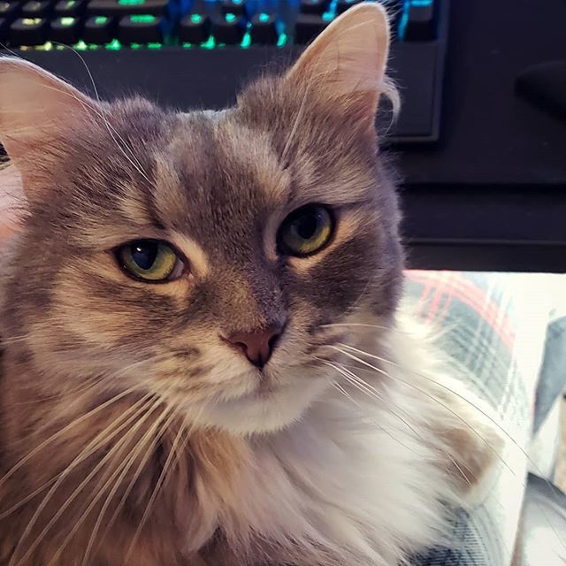 PizzlesTechTime's tweet photo. The best assistant editor in the world!

#PizzlesCatTime 
#PizzlesTechTime 
#Pizzle
#cat
#caturday 
#catsoftwitter 
#catsoftwitter 
#cute
#cutecat
#mainecoon
#mypet
#domesticlonghair https://t.co/yIXM2iprYb https://t.co/mOCfbsgm3V
