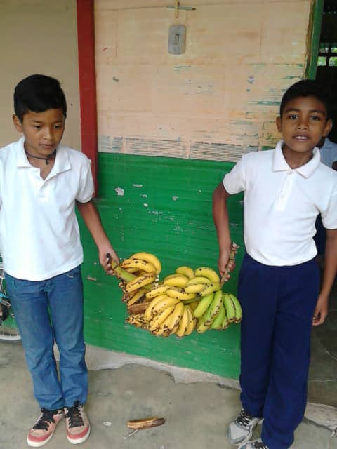 cdcelara's tweet photo. HOY #29Ene NIÑOS DE LA E.P.B J/I SAN PEDRO DE CUERILLE DEL MUNICIPIO #URDANETA DES COSECHANDO CAMBUR DEL CONUCO ESCOLAR DE LA INSTITUCIÓN #FelizMartes @MPPEDUCACION @psuvaristobulo https://t.co/9GyCCleoYb