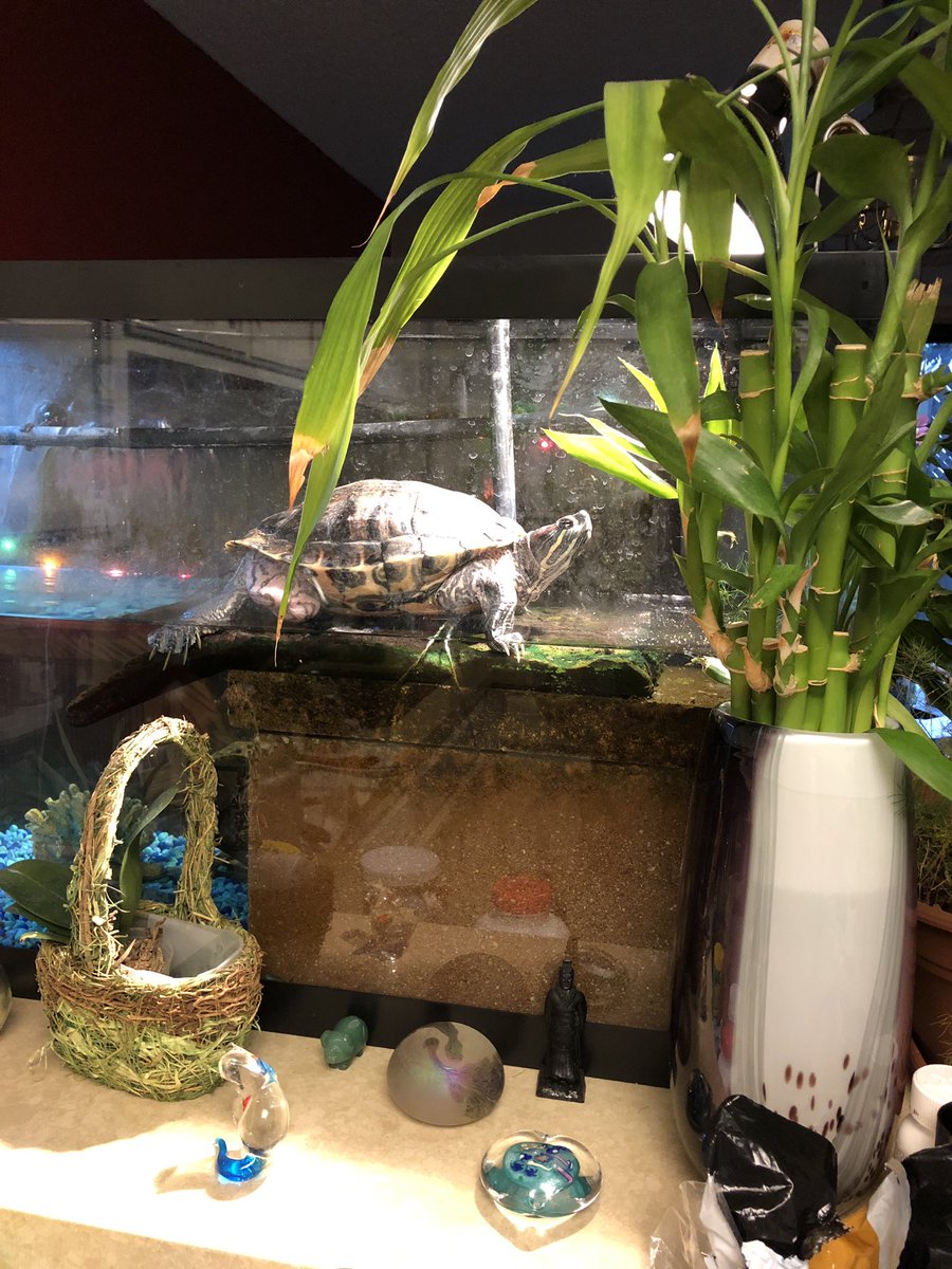 kdewitt10's tweet photo. My turtle is getting huge! #Turtlepants https://t.co/sJaZmI9ujY