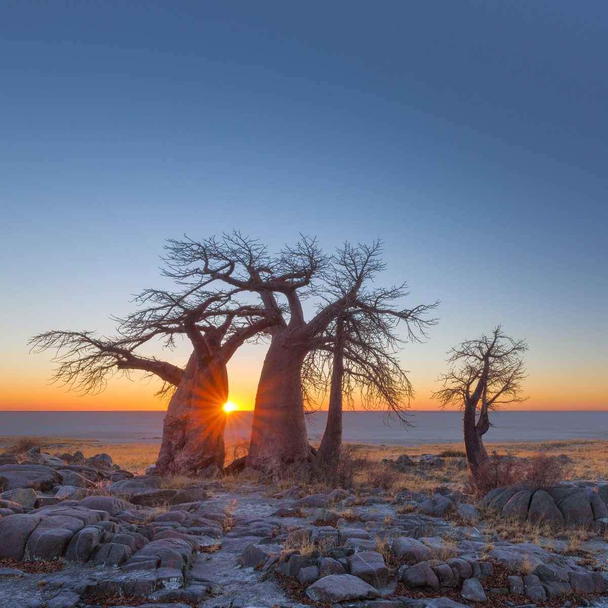 FreedomDTravel's tweet photo. Botswana is the ultimate #safari destination! 🦁#travel #africa https://t.co/3A634ngxKd