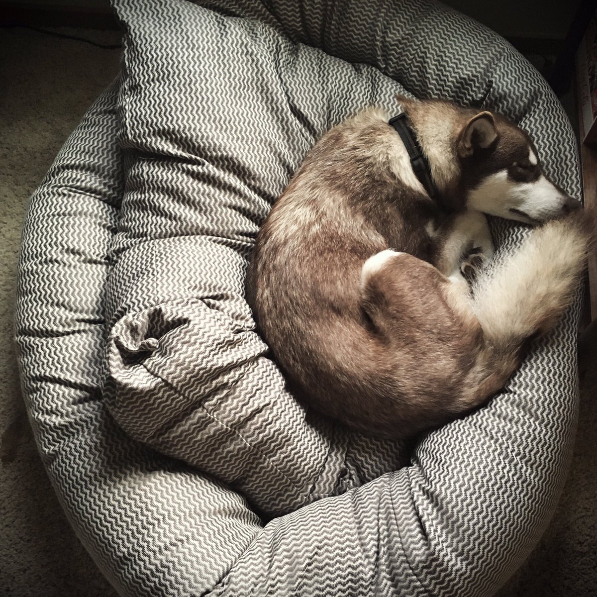 MalaMusings's tweet image. Cozy snuggles are her second favorite wintertime activity besides playing in the snow #malamute #dogsoftwitter #dogsofseattle