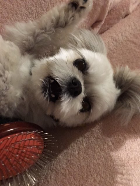 SERVPROBrownCo's tweet photo. Boo is just as shocked by these cold temperatures as we humans are! Happy #BooDayTuesday! https://t.co/FVHJ158zpI