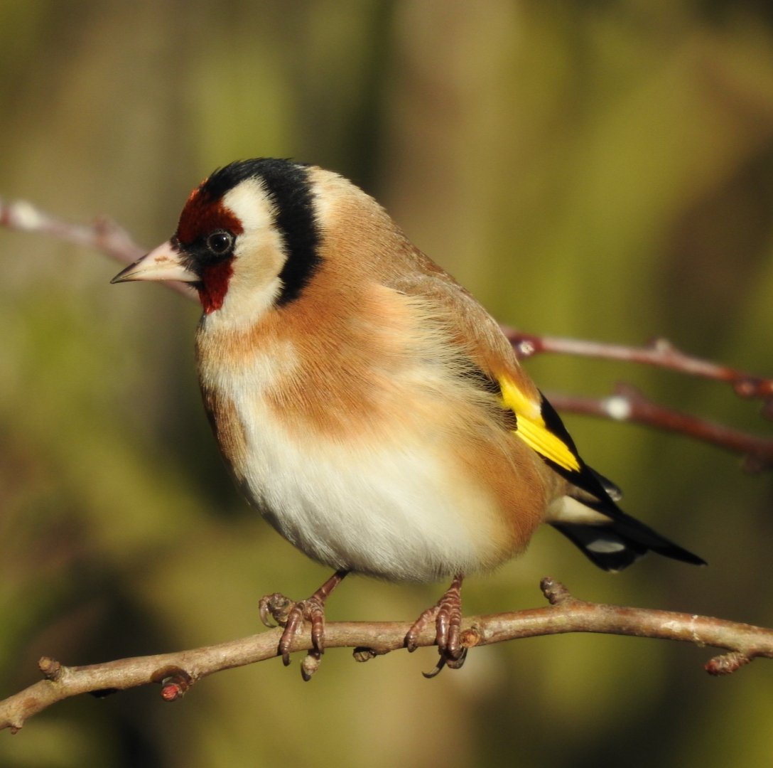 Lovely little Goldfinch... taken last week at Calke Abbey, Derbyshire 
#wildlifephotography #nature #TwitterNatureCommunity #Derbyshire #photography #birding