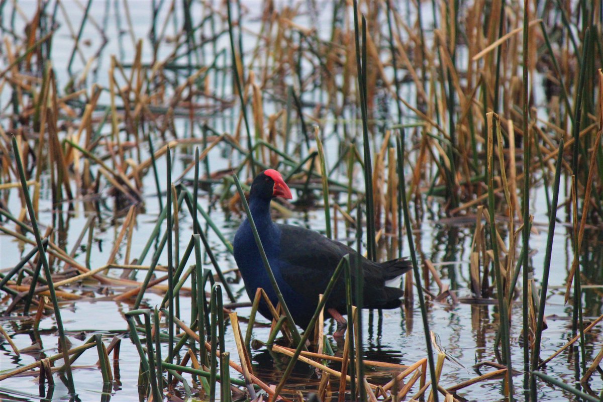 BirdSearchNZ's tweet photo. Bird of the week! Pukeko are a some-what controversial bird in NZ. They are found in wetlands and farms around New Zealand. Did you know that female Pukeko's lay their eggs collectively in a nest? https://t.co/532F2V1EXF