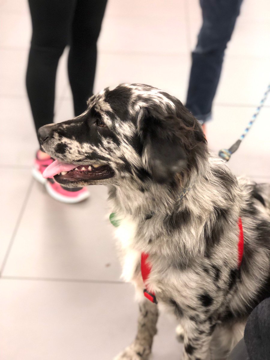 SubaruMemphisCP's tweet photo. Meet Charlie, our high fiving Jim Keras Subaru dog of the day! πΈ Cameron #JimKerasSubaru #TeamJimKeras #Subaru #subie #subielove #Subarulove #dog #dogtesteddogapproved #mansbestfriend #dogs #highfive #midsouth #memphis #memphislove #tennessee #arkansas #mississippi https://t.co/zjDIk8neiX