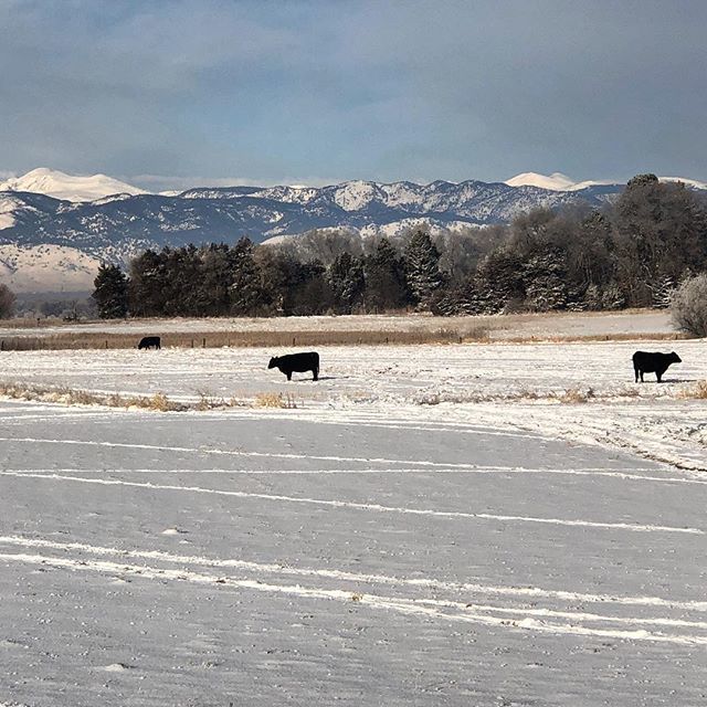 Cows. Snow. Mountains. Lafayette, Colorado #cows #snow #mountains #rockymountains #lafayetteco #whatmakeslafayettegreat bit.ly/2Thh2df