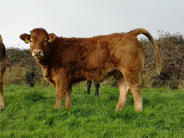 BeefPrestige's tweet photo. Sire of Tomschoice Imperial (LM2117) & Tomschoice Ironstone (LM2116), Kaprico Eravelle sire went up โฌ62 on Replacement on latest proof run!
Imperial heifer pictured.
#PGBred #IrelandGenetics #AgIE #calving18 #Farm #Sucklers #Limousin #PrestigeBeef https://t.co/KdOixpClww
