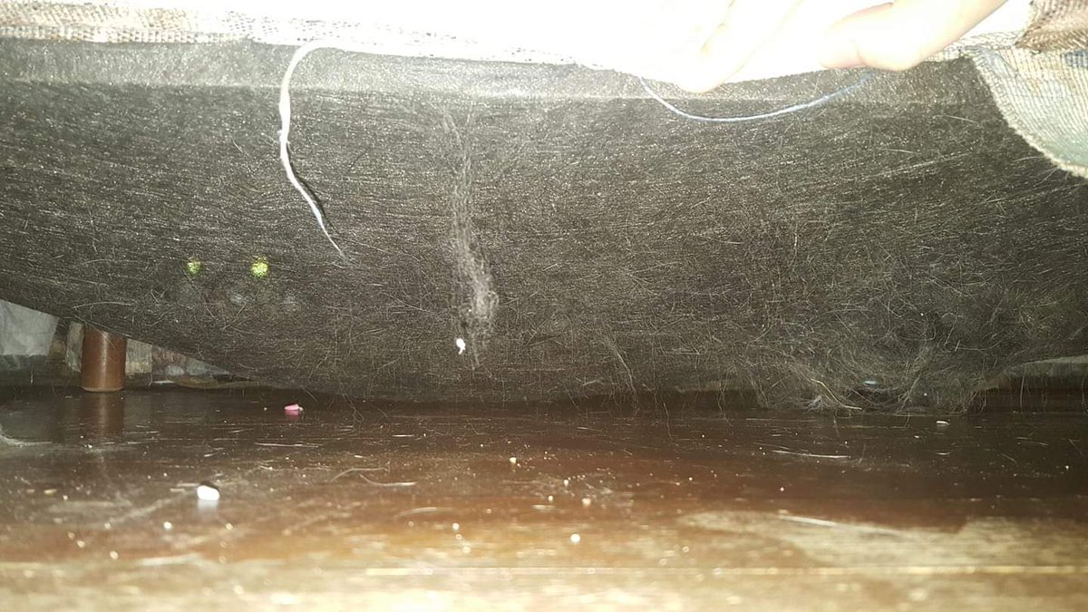 AltenStudio's tweet image. It takes a trained eye and keen intuition to find some of the more elusive members of the group.  For example,  this unassuming bulge is actually hiding a male! If you look closely you can spot his eyes when we turn on the spotlight.