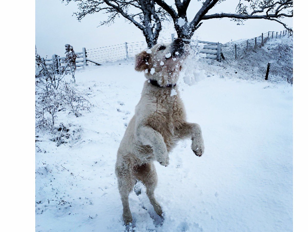 MuttsButts's tweet image. Determined to catch the snowballs 😂❄️❤️🐾🐾