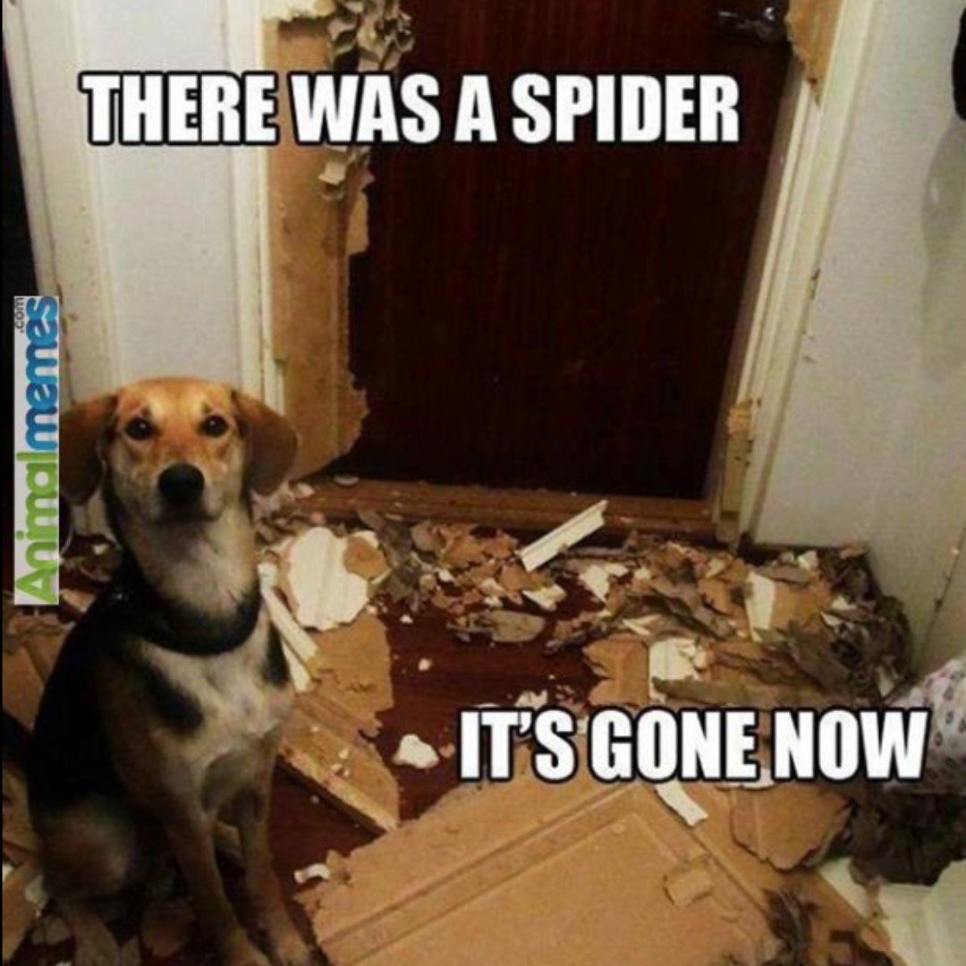springtime_supp's tweet image. Cheers to our devoted bug patrol dogs!! 
.
.
.
.
.

#bugkiller #guarddog #nomorebugs #gooddog #baddog #puppy #puppylove #lovemydog #dogs_of_instagram #nomorespider #spiderfear #nobugs #destruction #goodboy #instadog #doglover #pet #springtimesupplements #pets #doggy #doggo
