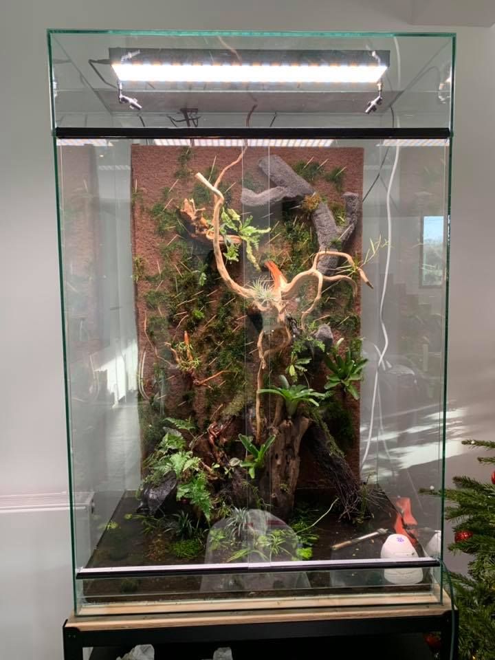 FloraLED_FR's tweet image. Ça bouge sur Terraled ! On reçoit beaucoup de retours photos de terrariums avec nos éclairages TM, n'hésitez pas à partager les vôtres !
#terrarium #terraled #terrariophilie #passion #reptiles