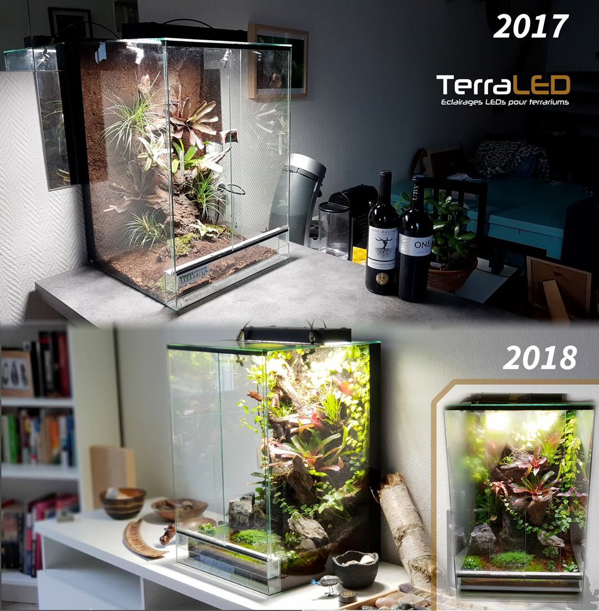 FloraLED_FR's tweet image. Ça bouge sur Terraled ! On reçoit beaucoup de retours photos de terrariums avec nos éclairages TM, n'hésitez pas à partager les vôtres !
#terrarium #terraled #terrariophilie #passion #reptiles