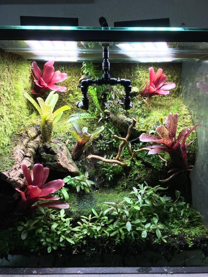 FloraLED_FR's tweet image. Ça bouge sur Terraled ! On reçoit beaucoup de retours photos de terrariums avec nos éclairages TM, n'hésitez pas à partager les vôtres !
#terrarium #terraled #terrariophilie #passion #reptiles