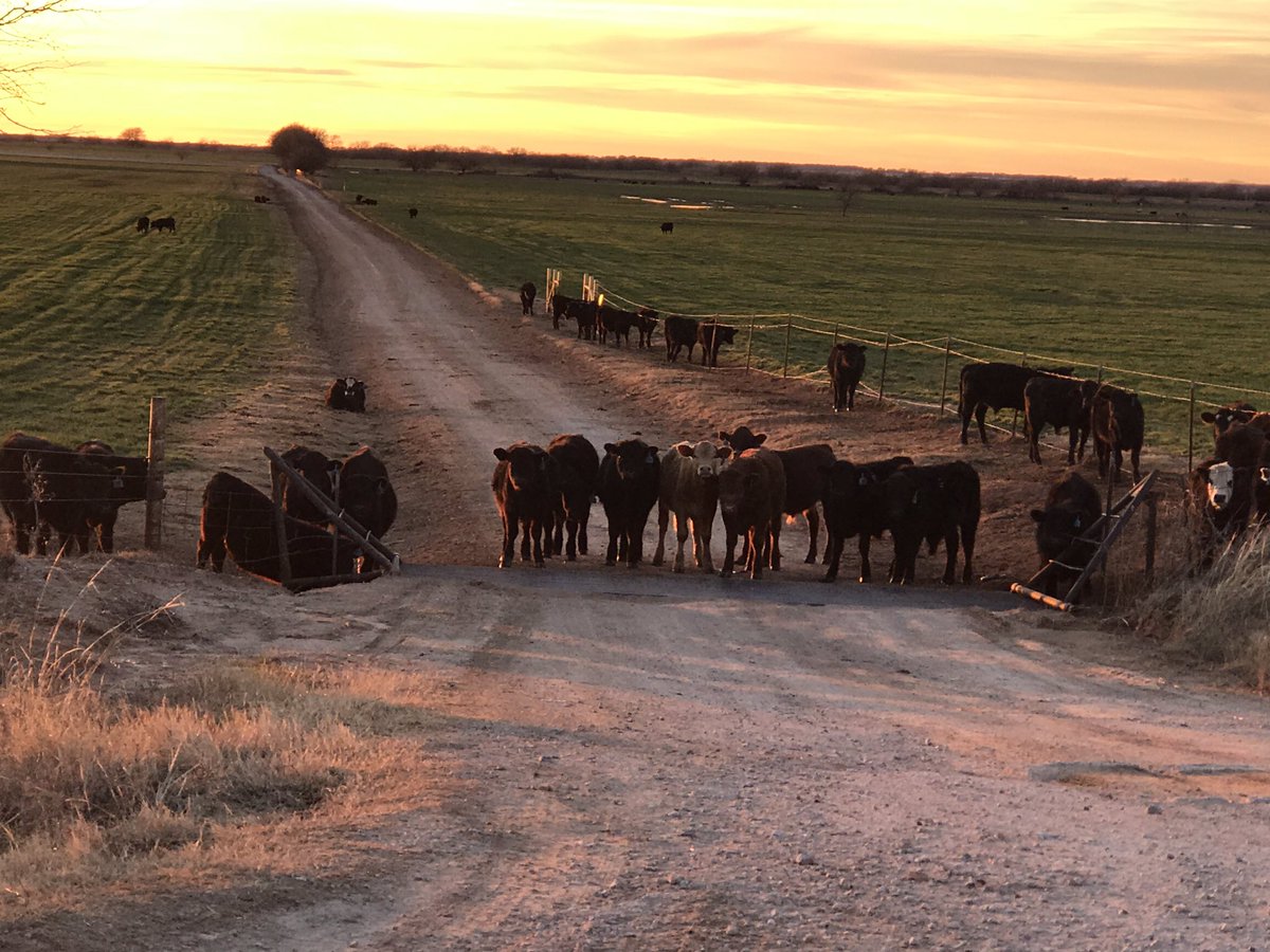 valfordhancock's tweet photo. My son-in-law thought a cattle guard was a person guarding one’s cattle... #heaintfromaroundhere #cattleguard #roadblock #beef #texas #texassunset #sunset https://t.co/KAit6A6KE7