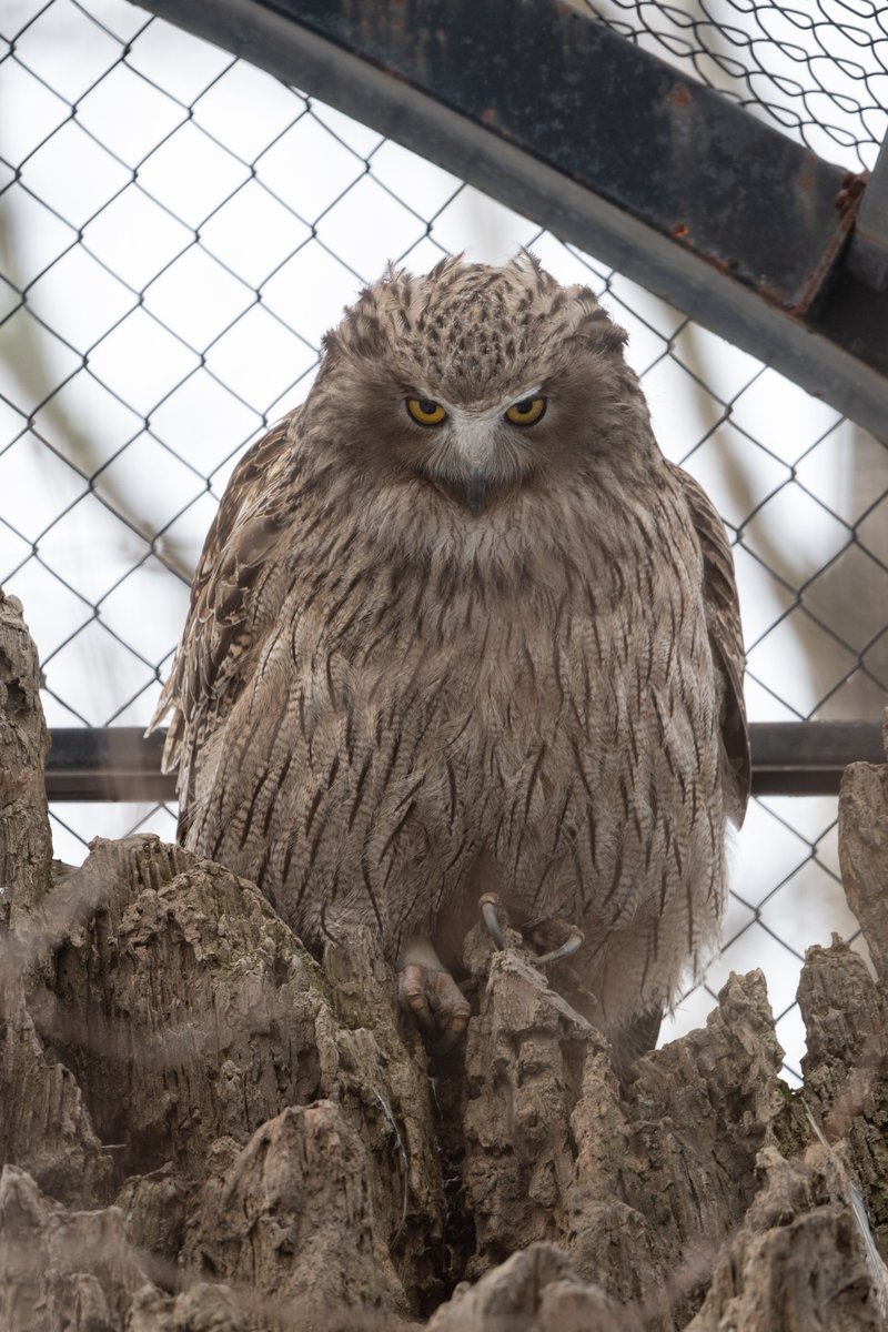 みてるだけよ على تويتر コタンコロカムイ 今まで見たフクロウの中で一番大きかった シマフクロウ 釧路市動物園 みてるだけよ على تويتر コタンコロカムイ 今まで見たフクロウの中で一番大きかった シマフクロウ 釧路市動物園