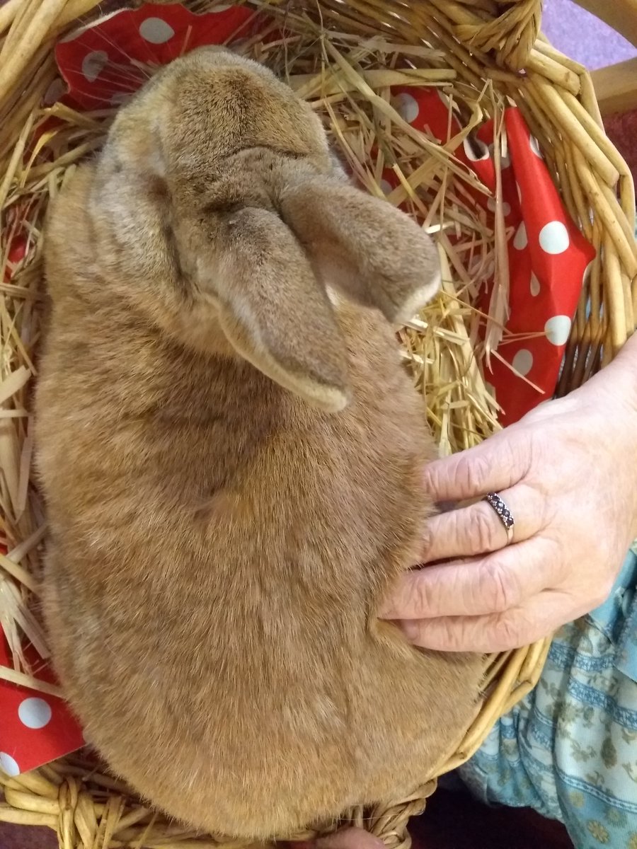 Another <a href="/GatewayHousing/">Gateway Housing</a> outreach #animalassisted #workshop #urbanfarm with our lovely <a href="/StepneyCityFarm/">Stepney City Farm</a> animals....