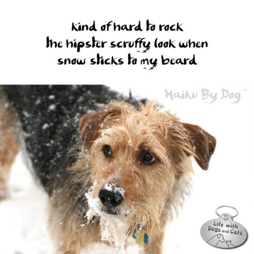 WithDogsAndCats's tweet photo. #TextFromDog kind of hard to rock / the hipster scruffy look when / snow sticks to my beard #HaikuByDog #MicroPoetry #Haikusday #Slushpuppy https://t.co/3lUmV8H7y9