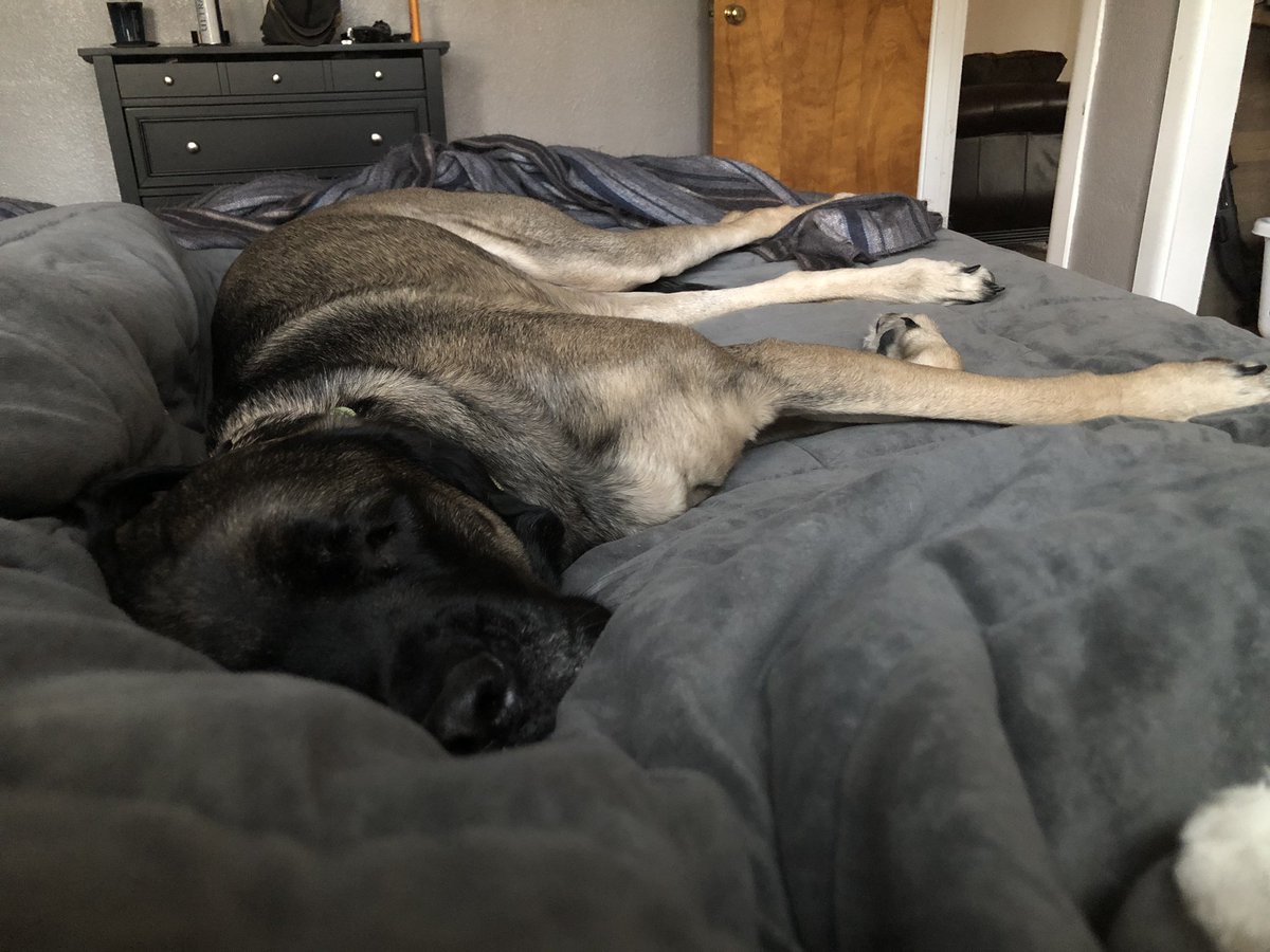 mmadison996's tweet image. When your dog decides to take over your bed. #mastiffproblems