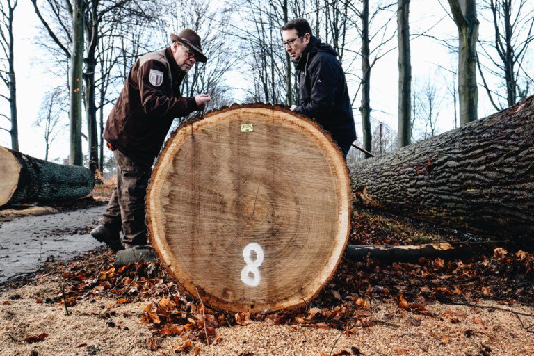 Het eerste Vlaamse houtpark is een feit in het #Meerdaalwoud! Dankzij dit houtpark kunnen ook kleinere houthandelaren een bod doen op hout van topkwaliteit. Zo werken we mee aan een lokalere houtverwerking.  <a href="/inverde_be/">Inverde</a> <a href="/destandaard/">De Standaard</a>
Meer informatie: houtverkopen.be/vlaams-houtpark