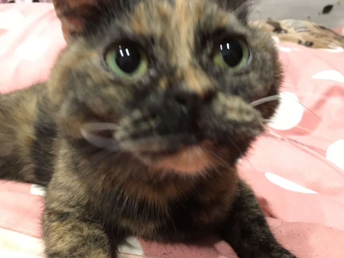 自分からお風呂を覗きにきたのに 目を泳がせて気まずい顔をする猫さんがかわいい Togetter