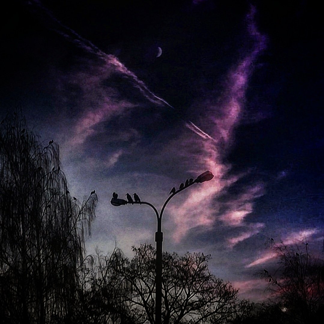 #night #birds #sky #streetlight #clouds #pinkclouds #darkness  #winternature #branches #trees #mysterious  #january2019 #moon #winter  #darksky #dark_photo_art #creativeartist #creativepictures #szukaminspiracji #naturallovers #naturaleza #huaweimate10lite #mariko11982