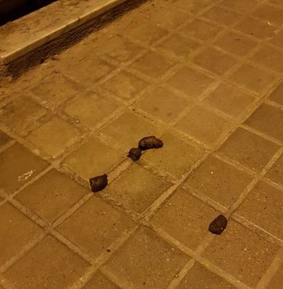 caquesdelpoble1's tweet photo. Ahir a la nit vam fer un mini aplec de mini caques a les rajoletes del Carrer Piquer. La companya Petra no va acabar d’integrar-se a la conversa. Diu que necessitava estar sola. S’ha apuntat a meditació. #proucaques #caquesmaques #poblesec @Sergi_Gazquez https://t.co/YXtFqin2Ty