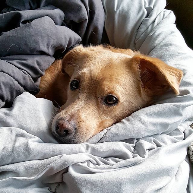 LennsAdventures's tweet photo. Brb hibernating for the rest of winter.
.
.
.
.
#adoptdontshop #rescuedog #rescue #dogsofig #dogoftheday #dogsofinstagram #dogsofinstaworld #dogsoftoronto #toronto #torontodogs #dogbestpix #dog_features #dog #muttstagram #mutt https://t.co/vf2LWuao49 https://t.co/CZJns9dUD3