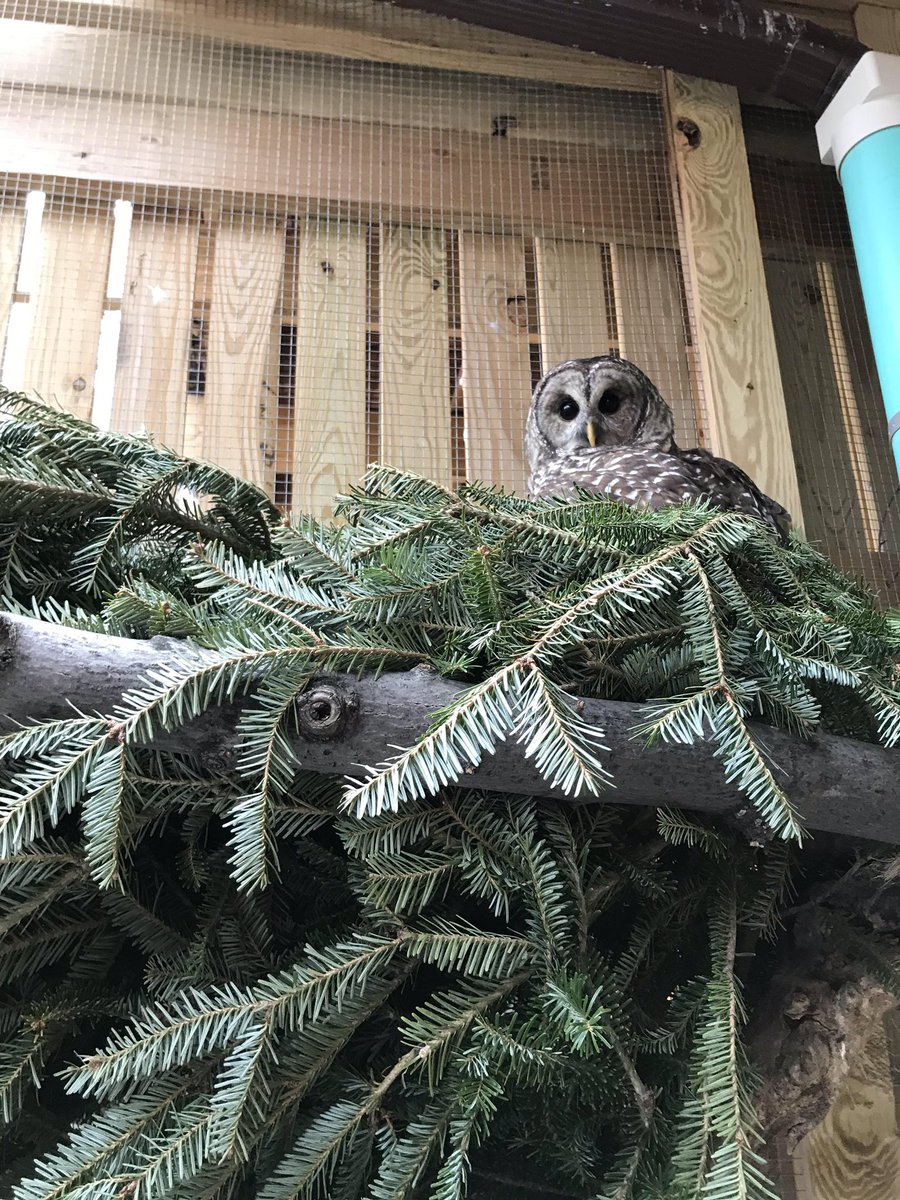 The animals of Perkins Wildlife Center love their new, old Christmas trees! Thanks @cbgarden for the donation!