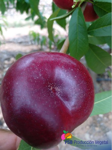 PSBProduccionV's tweet photo. PSB Producción Vegetal va a lanzar próximamente una nueva gama de platerinas (nectarinas planas) totalmente innovadoras #buffatsgenetics #platerinas😍 https://t.co/7eSlAwD7AX