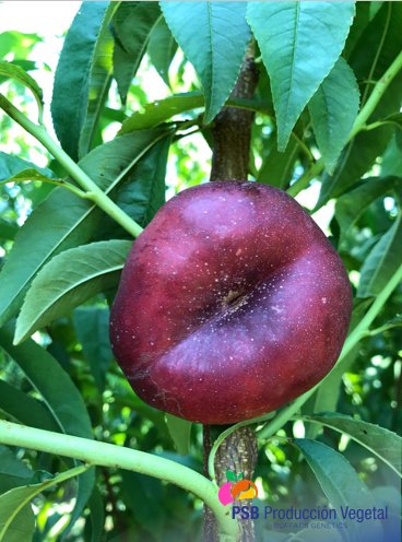 PSBProduccionV's tweet photo. PSB Producción Vegetal va a lanzar próximamente una nueva gama de platerinas (nectarinas planas) totalmente innovadoras #buffatsgenetics #platerinas😍 https://t.co/7eSlAwD7AX