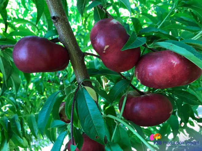 PSBProduccionV's tweet photo. PSB Producción Vegetal va a lanzar próximamente una nueva gama de platerinas (nectarinas planas) totalmente innovadoras #buffatsgenetics #platerinas😍 https://t.co/7eSlAwD7AX