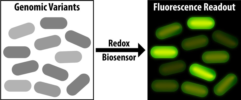 rebecca_g_ong's tweet image. @GLBioenergy research from the Raman lab on microbial redox sensors showed up in today&apos;s #AIChE Smartbrief via #BiofuelsDigest.  @ChEnected  sbne.ws/r/Bqyb