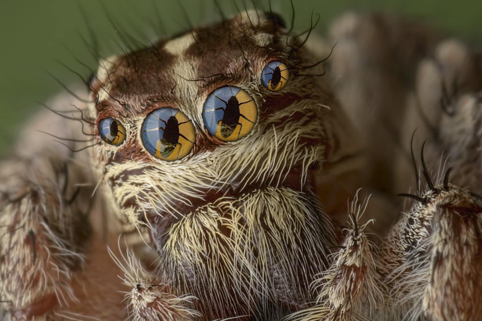 Sioux Empire Pest Control on Twitter "Pest issues? Give us a call for