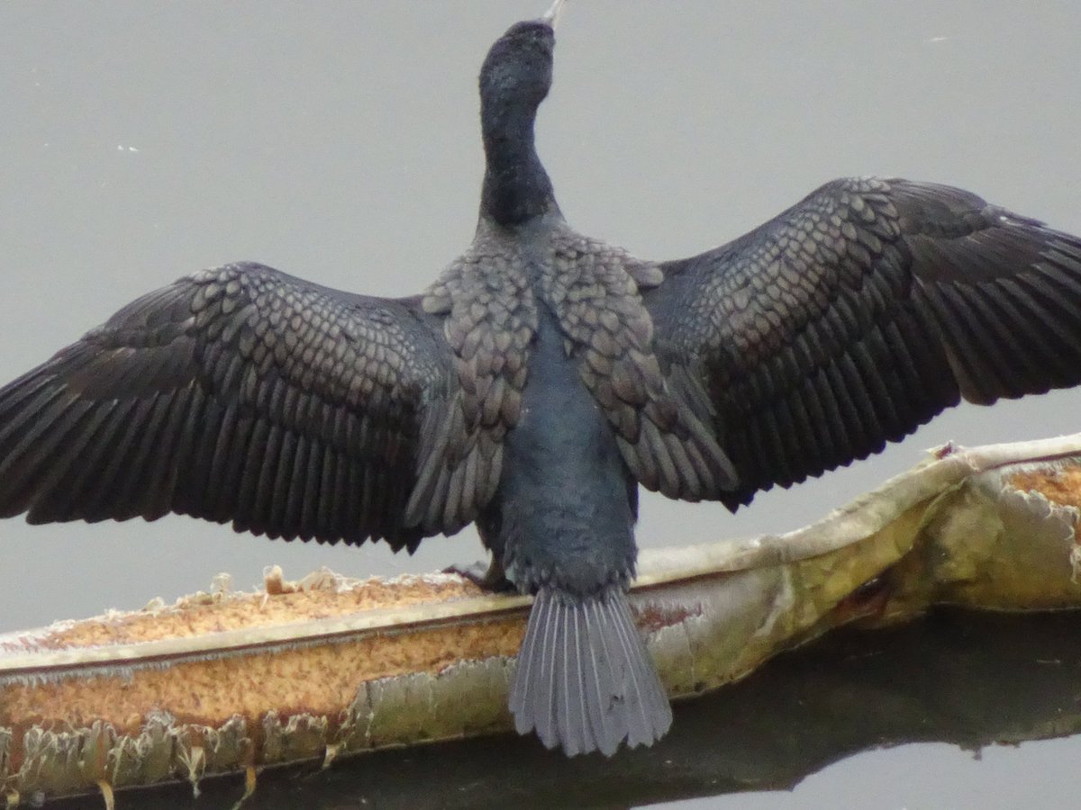 とりぽん Sakipon Bird Twitter