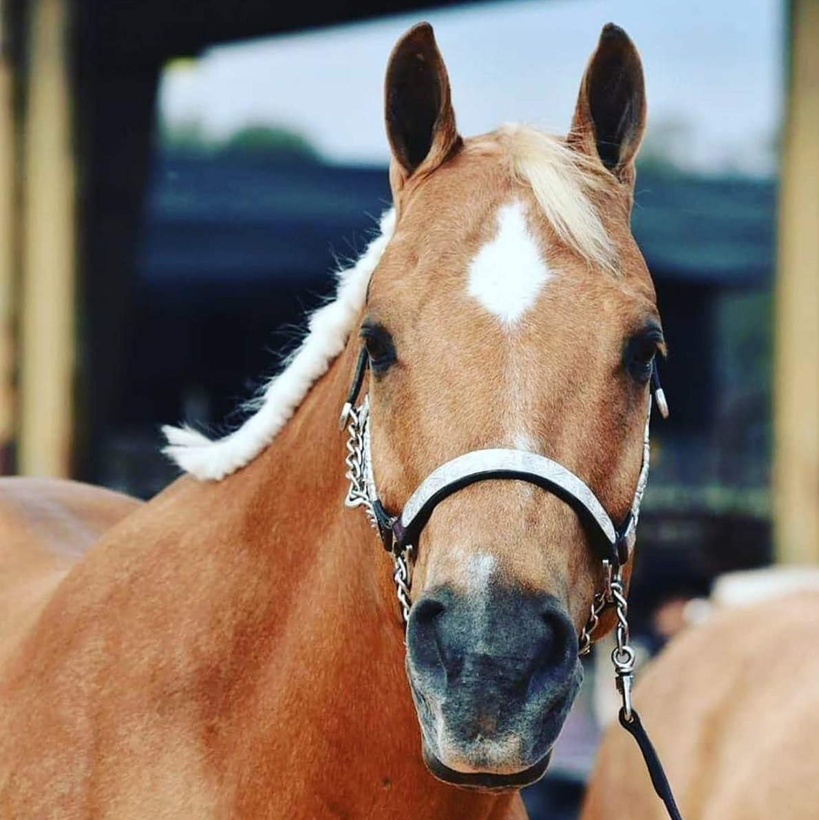LakotaTrailers's tweet image. &quot;This honestly has to be my favorite picture of my Beanie boy 💕
-
#powerfulconnection #william #lakotaforever #lakotatrailers #lakotaypa #lakota #aqhaproud #aqha #phba #aqhya #princewilliam #bean #beanie 📷: @powerful_connection &quot;
