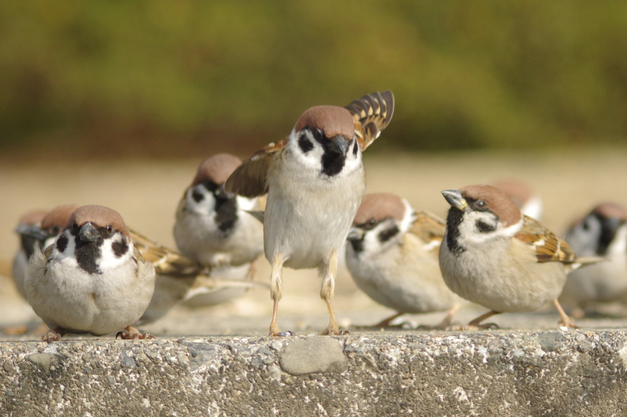 中野さとる En Twitter 踊るスズメを見るスズメ 雀 スズメ すずめ Sparrow 小鳥