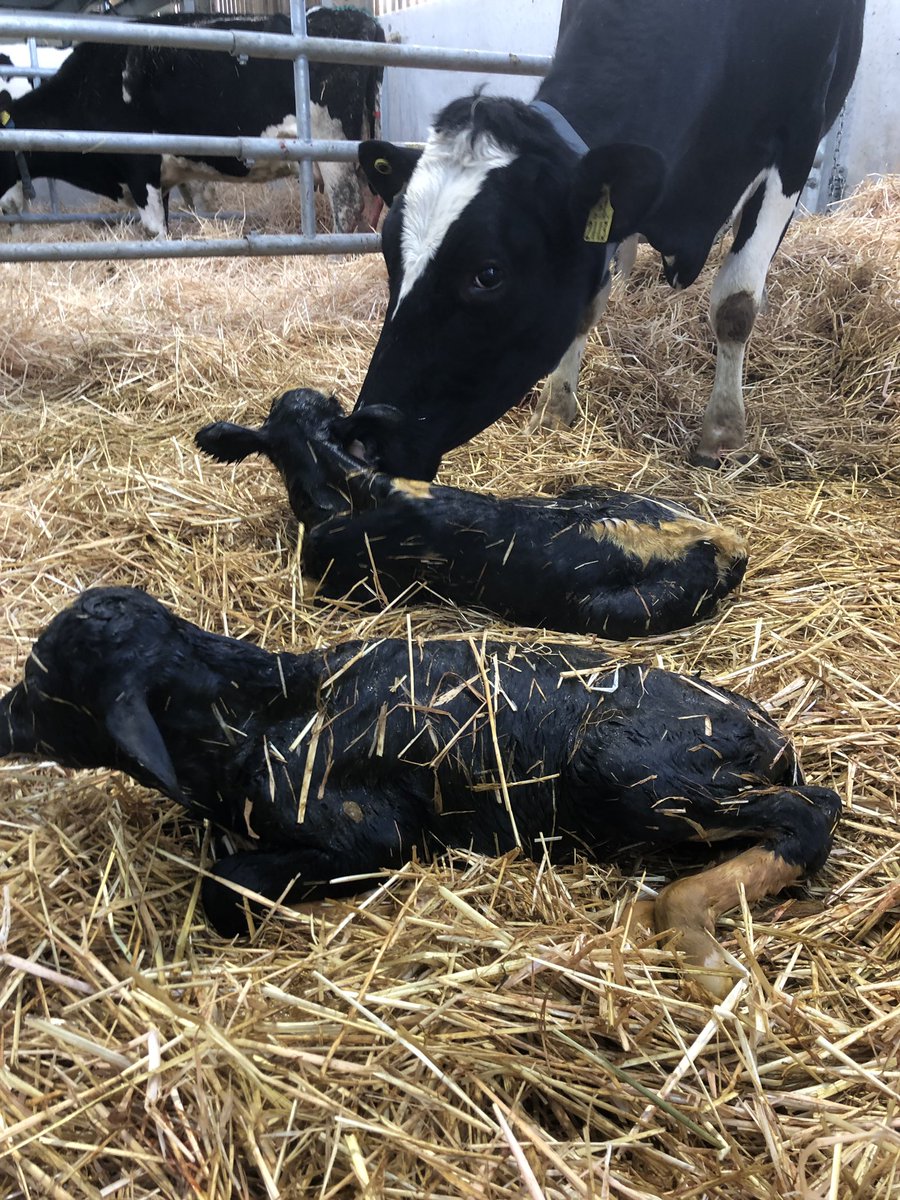 UCD Lyons Farm tweet media