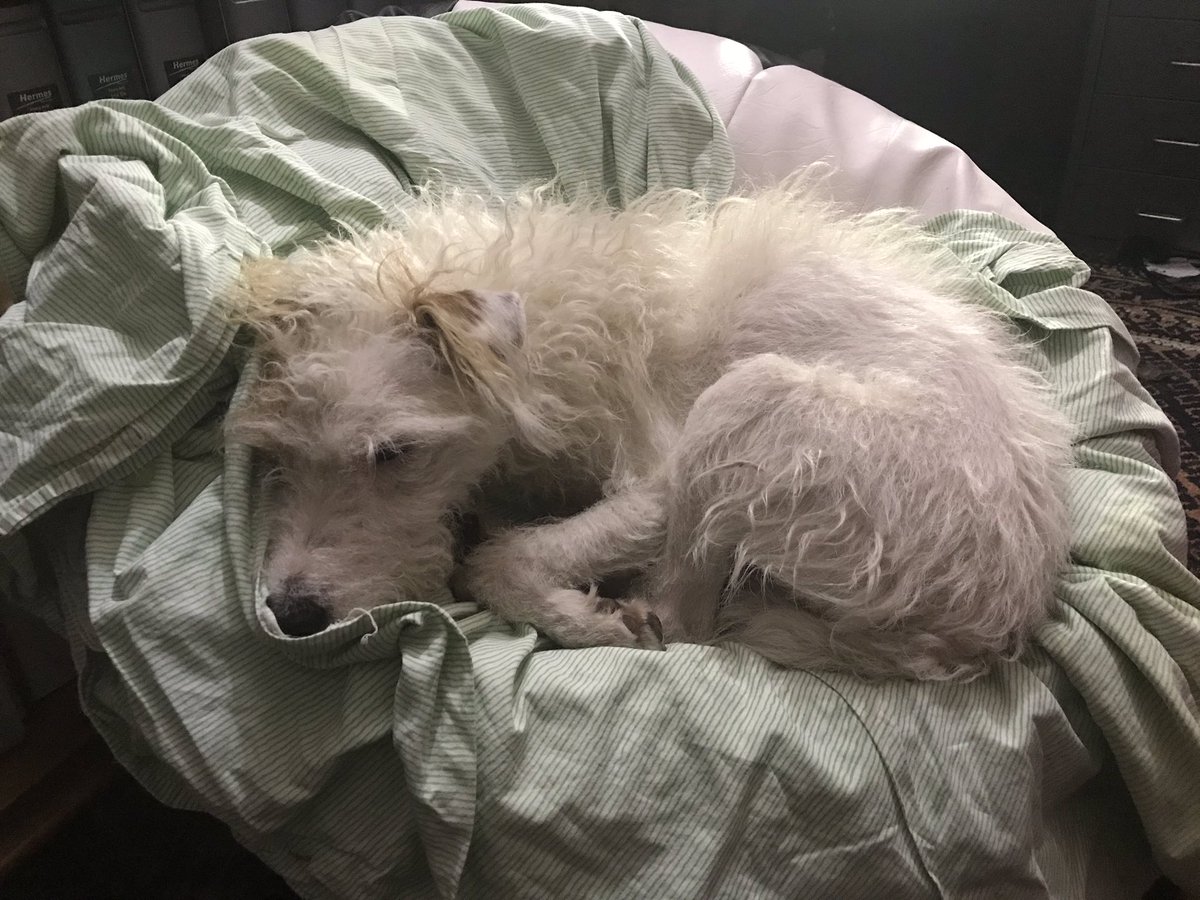 ShepherdsPieDog's tweet photo. My bean bag bed has been taken over by @HuwsThere and now my @HowardsWayOut - Human, weβre gonna need more bean bags! π #LookoutLibrary #WritingwithDogs https://t.co/qbWsruY0f5