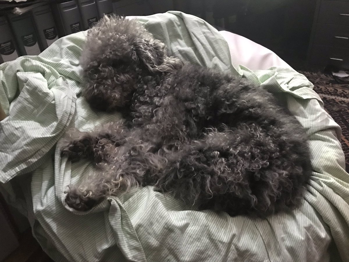 ShepherdsPieDog's tweet photo. My bean bag bed has been taken over by @HuwsThere and now my @HowardsWayOut - Human, weβre gonna need more bean bags! π #LookoutLibrary #WritingwithDogs https://t.co/qbWsruY0f5