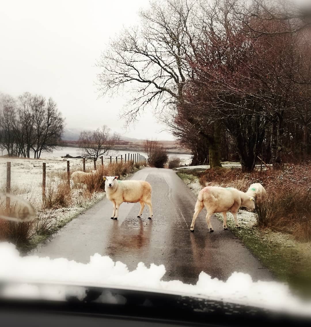 The road to Cuil Bay, always full of sheep roaming free.
.
.
#sheep #countryside #countryroads #roads #trafficjam #countrylife #highlands #scotland #cuilbay #snow
