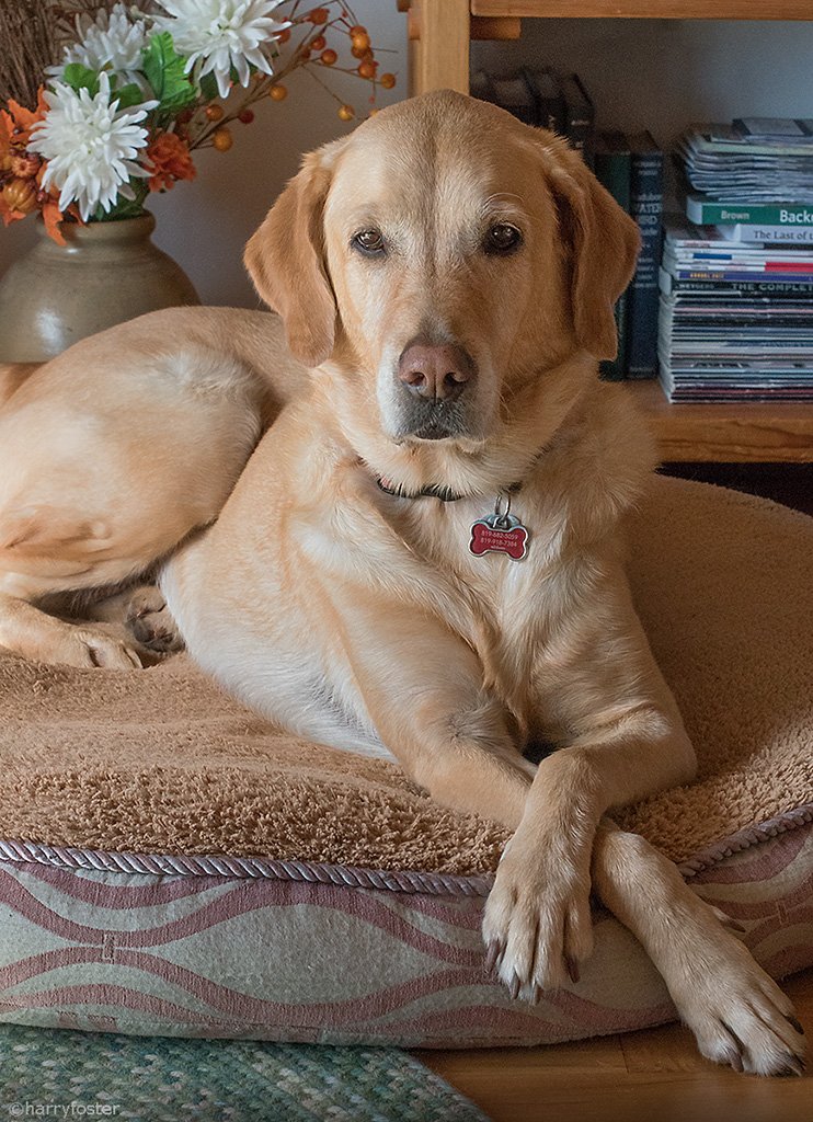 harry_fosters's tweet image. It was so bad out there this morning that Sophie would not even go for a walk with me, I had to go myself. This is her preferred spot until things get back to normal.😄 #COLD #LabradorRetriever #DogsofTwittter