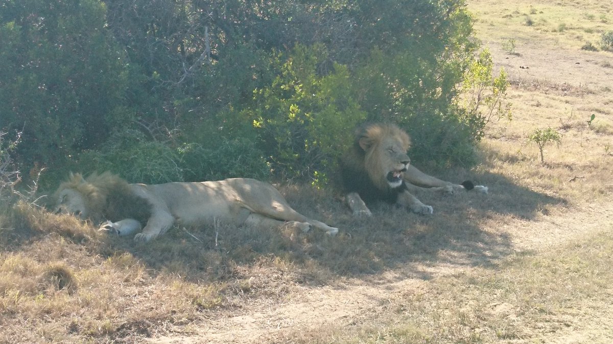 stanleygiffiths's tweet photo. Not one but 2 male lions right near the volunteer house this morning #safuri #kariega https://t.co/iTGLOiAbyo