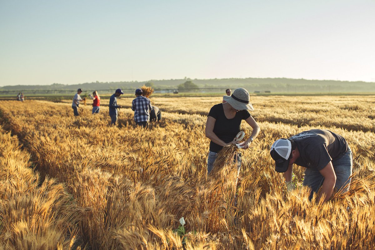WheatLab's tweet photo. Happy #KansasDay! #happybirthdaykansas We're ignoring the cold front and daydreaming about summer sunrises at #harvest in the #wheatstate https://t.co/lEFLrbdLcg