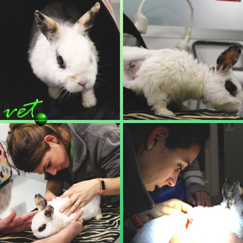 VetpointCV's tweet photo. A Zalla le eliminamos un nódulo benigno, y ha venido a retirar los puntos. Ante cualquier bultito raro... acude al veterinario
https://t.co/W6JdRSU5iN
#conejo #nodulo #benigno #puntos #hospitalet #barcelona https://t.co/1BvOybUNgh